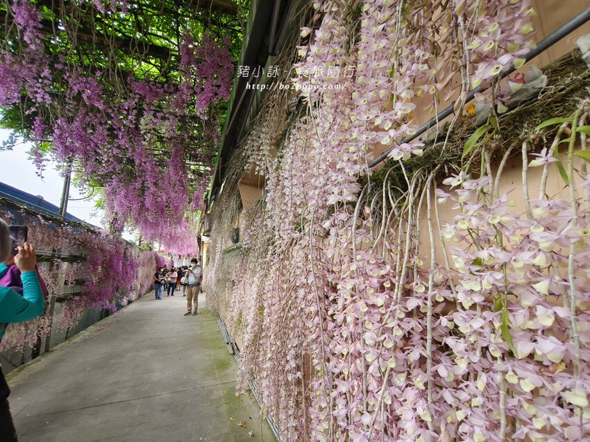 雲林。莿桐》忠雲宮。夢幻粉嫩、粉紫交錯的石斛蘭隧道瀑布