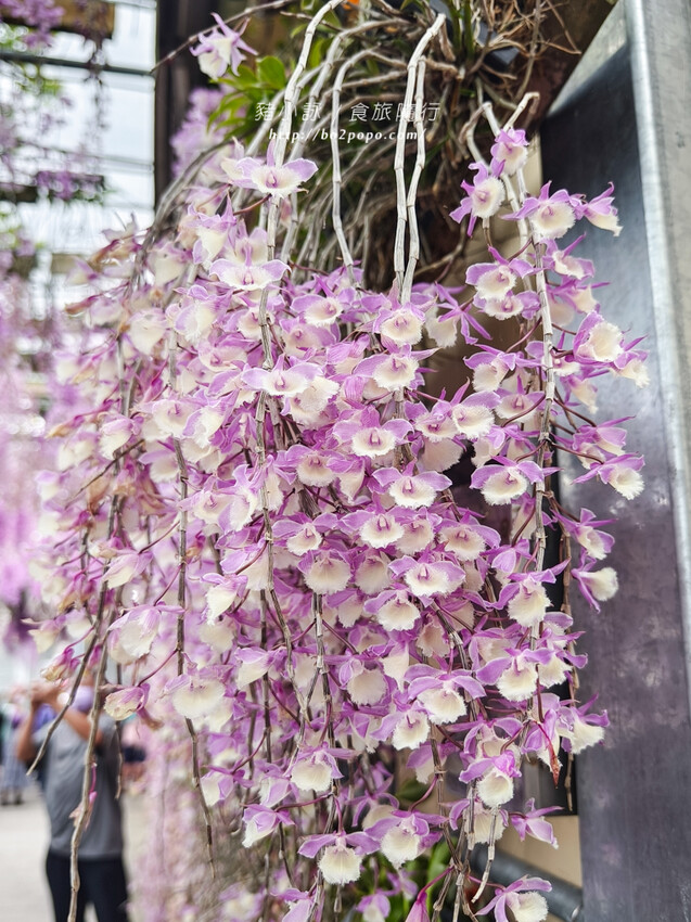 雲林。莿桐》忠雲宮。夢幻粉嫩、粉紫交錯的石斛蘭隧道瀑布
