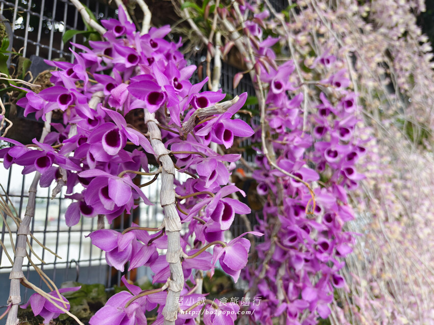 雲林。莿桐》忠雲宮。夢幻粉嫩、粉紫交錯的石斛蘭隧道瀑布