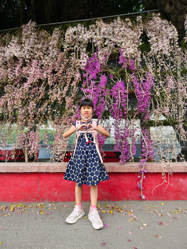 雲林。莿桐》忠雲宮。夢幻粉嫩、粉紫交錯的石斛蘭隧道瀑布