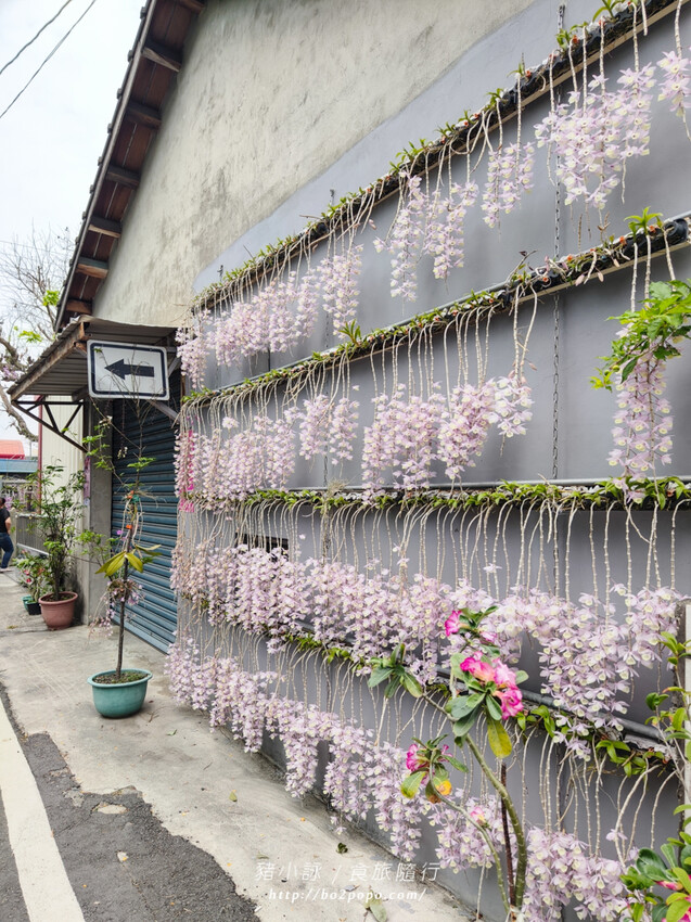 雲林。莿桐》忠雲宮。夢幻粉嫩、粉紫交錯的石斛蘭隧道瀑布