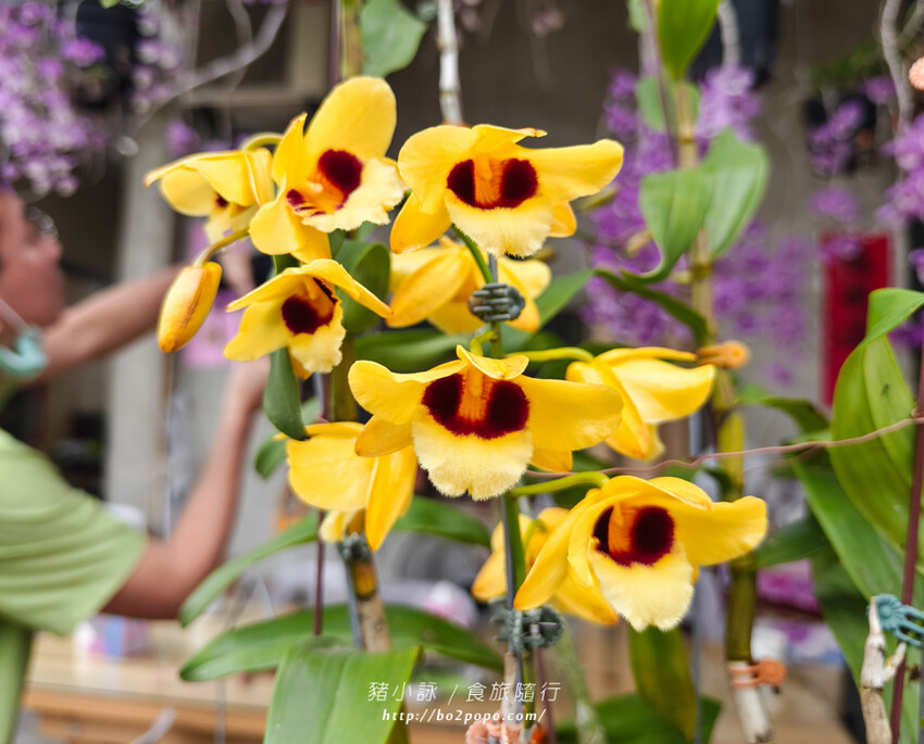 雲林。莿桐》忠雲宮。夢幻粉嫩、粉紫交錯的石斛蘭隧道瀑布