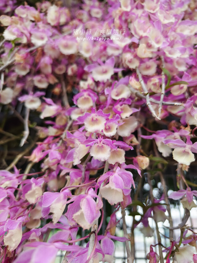 雲林。莿桐》忠雲宮。夢幻粉嫩、粉紫交錯的石斛蘭隧道瀑布