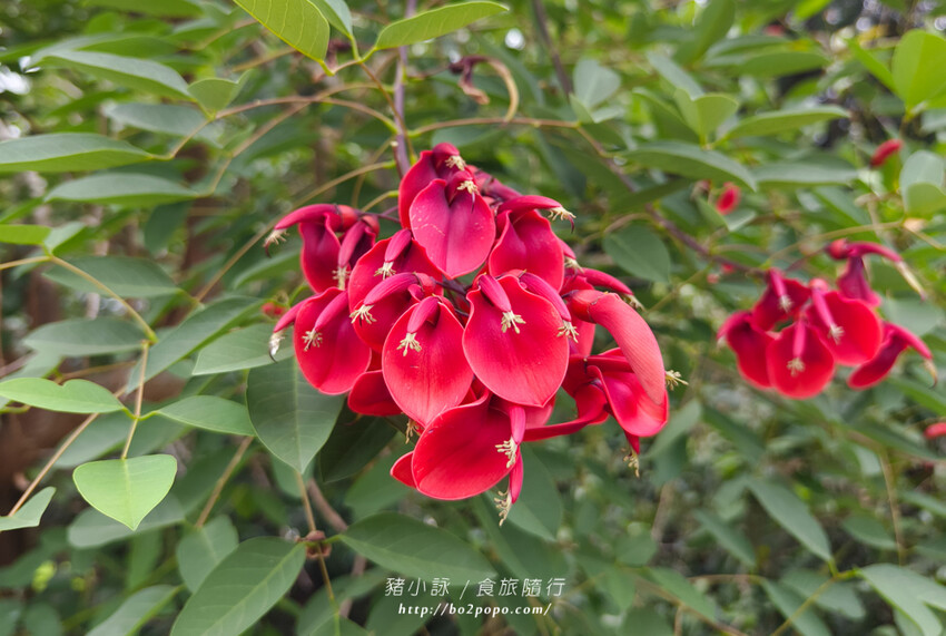 雲林。莿桐》忠雲宮。夢幻粉嫩、粉紫交錯的石斛蘭隧道瀑布