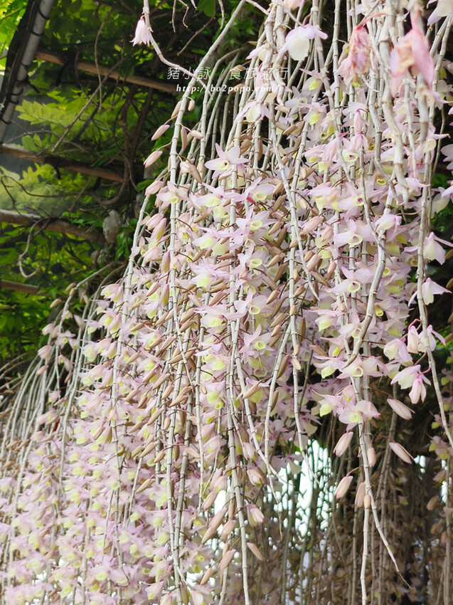 雲林。莿桐》忠雲宮。夢幻粉嫩、粉紫交錯的石斛蘭隧道瀑布