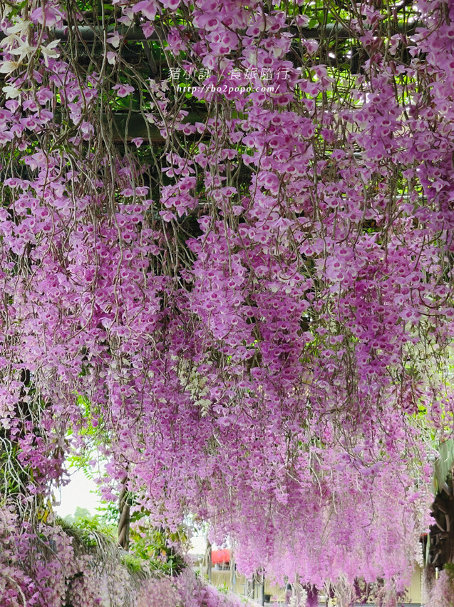 雲林。莿桐》忠雲宮。夢幻粉嫩、粉紫交錯的石斛蘭隧道瀑布