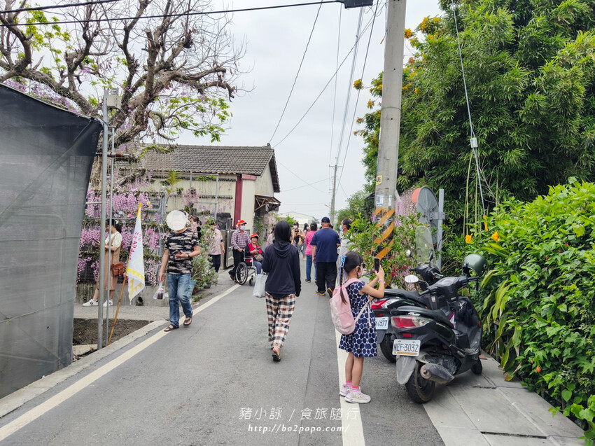 雲林。莿桐》忠雲宮。夢幻粉嫩、粉紫交錯的石斛蘭隧道瀑布