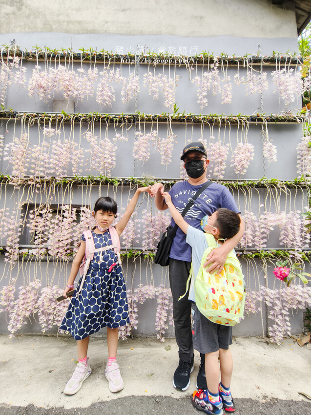 雲林。莿桐》忠雲宮。夢幻粉嫩、粉紫交錯的石斛蘭隧道瀑布