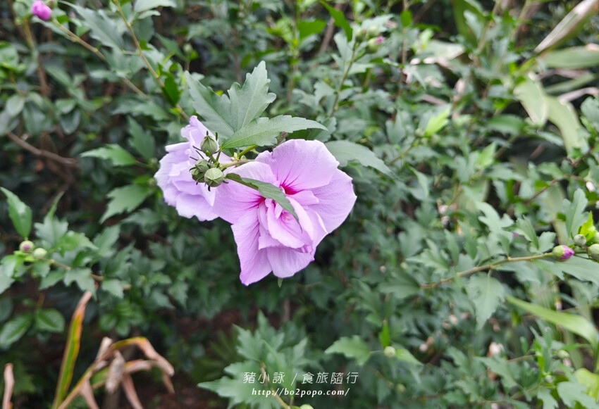 雲林。莿桐》忠雲宮。夢幻粉嫩、粉紫交錯的石斛蘭隧道瀑布