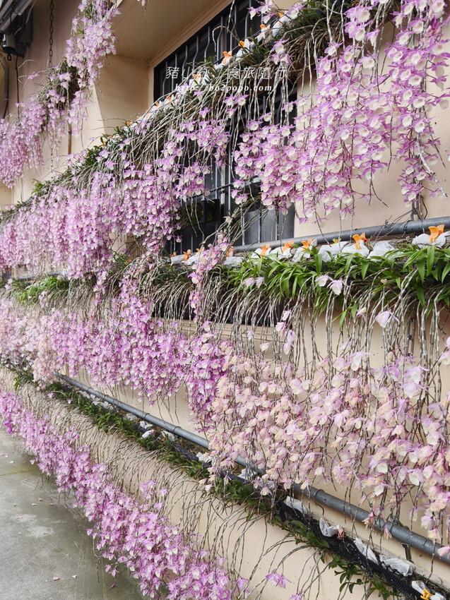 雲林。莿桐》忠雲宮。夢幻粉嫩、粉紫交錯的石斛蘭隧道瀑布