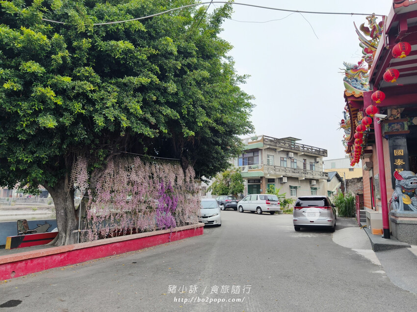 雲林。莿桐》忠雲宮。夢幻粉嫩、粉紫交錯的石斛蘭隧道瀑布