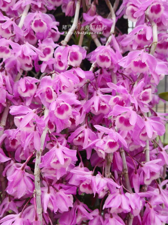雲林。莿桐》忠雲宮。夢幻粉嫩、粉紫交錯的石斛蘭隧道瀑布
