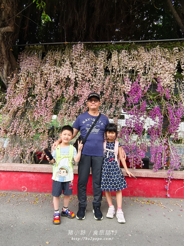 雲林。莿桐》忠雲宮。夢幻粉嫩、粉紫交錯的石斛蘭隧道瀑布