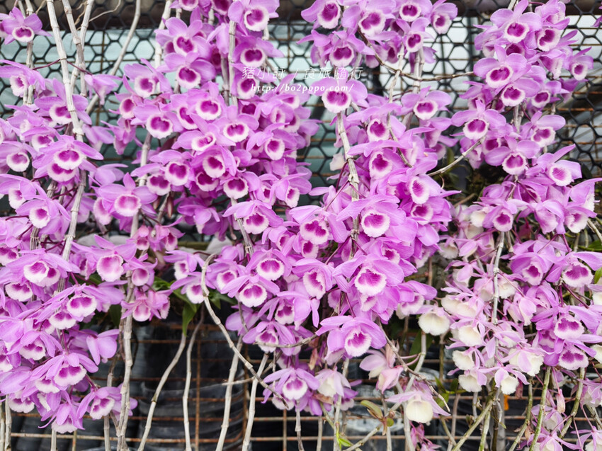 雲林。莿桐》忠雲宮。夢幻粉嫩、粉紫交錯的石斛蘭隧道瀑布