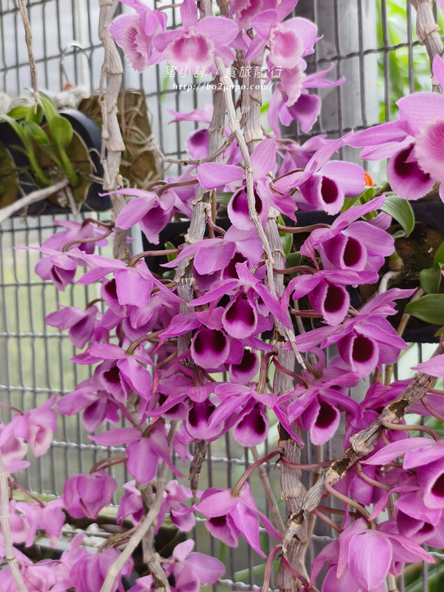 雲林。莿桐》忠雲宮。夢幻粉嫩、粉紫交錯的石斛蘭隧道瀑布