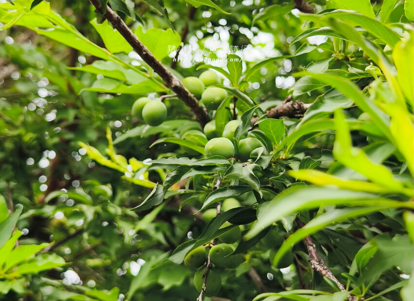 雲林。莿桐》忠雲宮。夢幻粉嫩、粉紫交錯的石斛蘭隧道瀑布