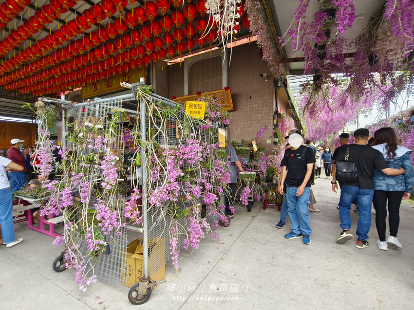 雲林。莿桐》忠雲宮。夢幻粉嫩、粉紫交錯的石斛蘭隧道瀑布