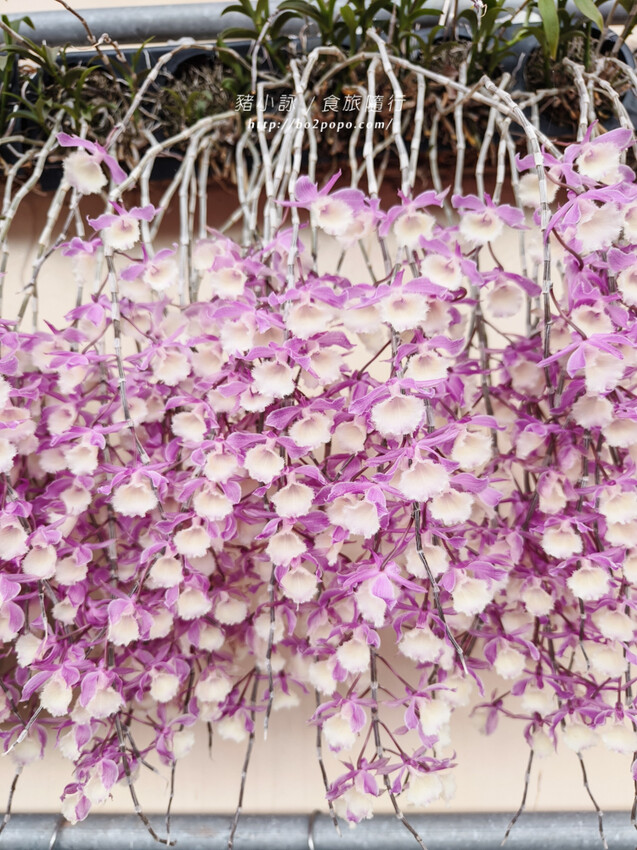 雲林。莿桐》忠雲宮。夢幻粉嫩、粉紫交錯的石斛蘭隧道瀑布
