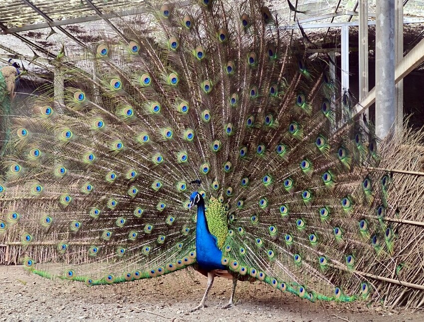 【南投親子景點】鳳凰谷鳥園生態園區.銅板價暢遊溜滑梯、鳥園!
