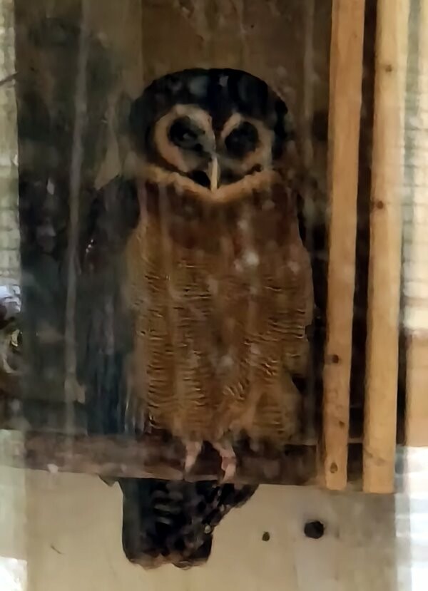 【南投親子景點】鳳凰谷鳥園生態園區.銅板價暢遊溜滑梯、鳥園!