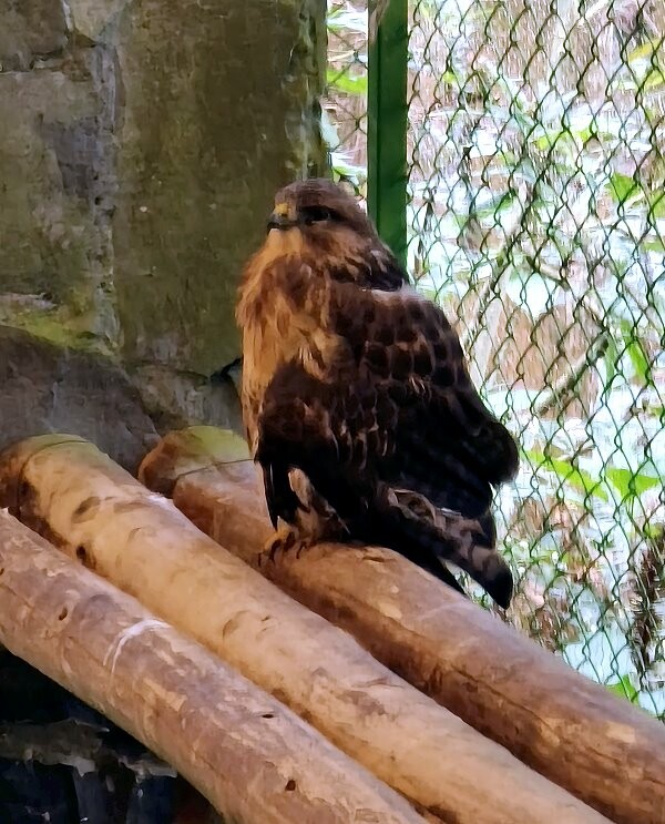 【南投親子景點】鳳凰谷鳥園生態園區.銅板價暢遊溜滑梯、鳥園!