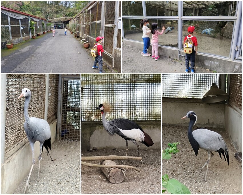 【南投親子景點】鳳凰谷鳥園生態園區.銅板價暢遊溜滑梯、鳥園!