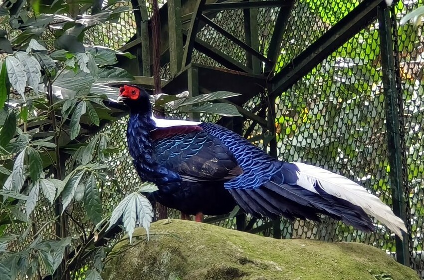 【南投親子景點】鳳凰谷鳥園生態園區.銅板價暢遊溜滑梯、鳥園!