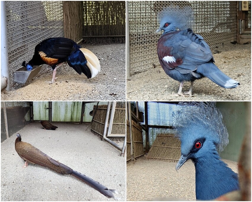 【南投親子景點】鳳凰谷鳥園生態園區.銅板價暢遊溜滑梯、鳥園!