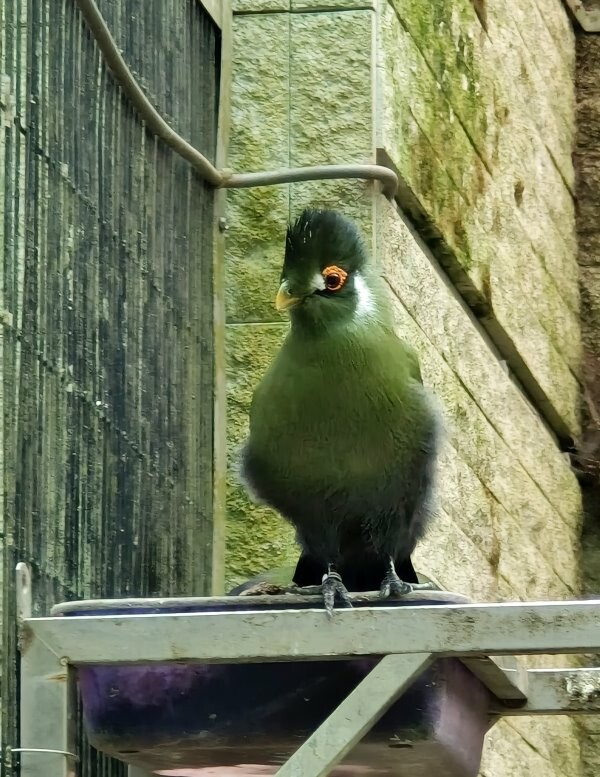 【南投親子景點】鳳凰谷鳥園生態園區.銅板價暢遊溜滑梯、鳥園!