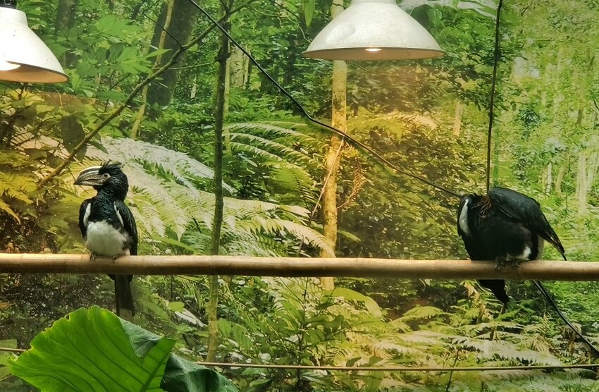 【南投親子景點】鳳凰谷鳥園生態園區.銅板價暢遊溜滑梯、鳥園!