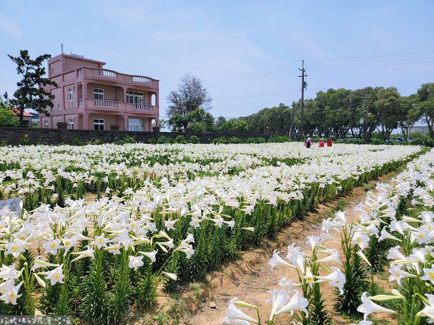 ▲桃園賞花打卡景點推薦：白千層鐵砲百合花園 /珍妮佛的花草呢喃 提供、WalkerLand窩客島整理