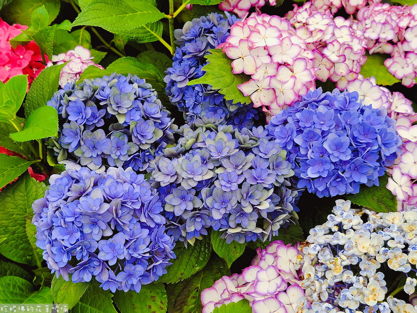 ▲桃園繡球花打卡景點推薦：中興花卉農場 /珍妮佛的花草呢喃 提供、WalkerLand窩客島整理