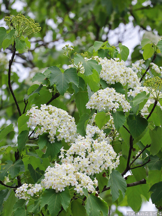 ▲土城桐花景點推薦：土城桐花公園 /珍妮佛的花草呢喃 提供、WalkerLand窩客島整理