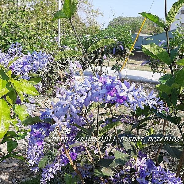 縣民公園白天 (8).jpg