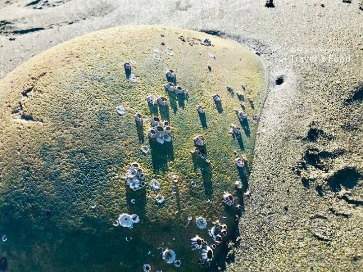 踏浪玩沙，觀海賞夕陽，超療癒景點！方形消波塊，可愛又美麗的豬鼻子沙灘～親子共遊，清涼一夏！ @魚兒 x 牽手明太子的「視」界旅行