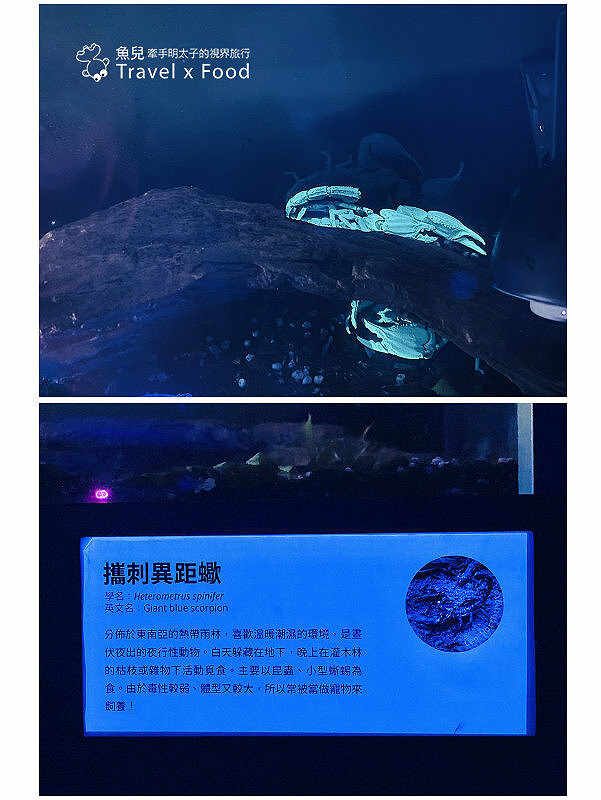 遠眺絕美海景,多媒體互動科技,沉浸式海底體驗,北北基首座大型水族館:潮境智能海洋館 @魚兒 x 牽手明太子的「視」界旅行