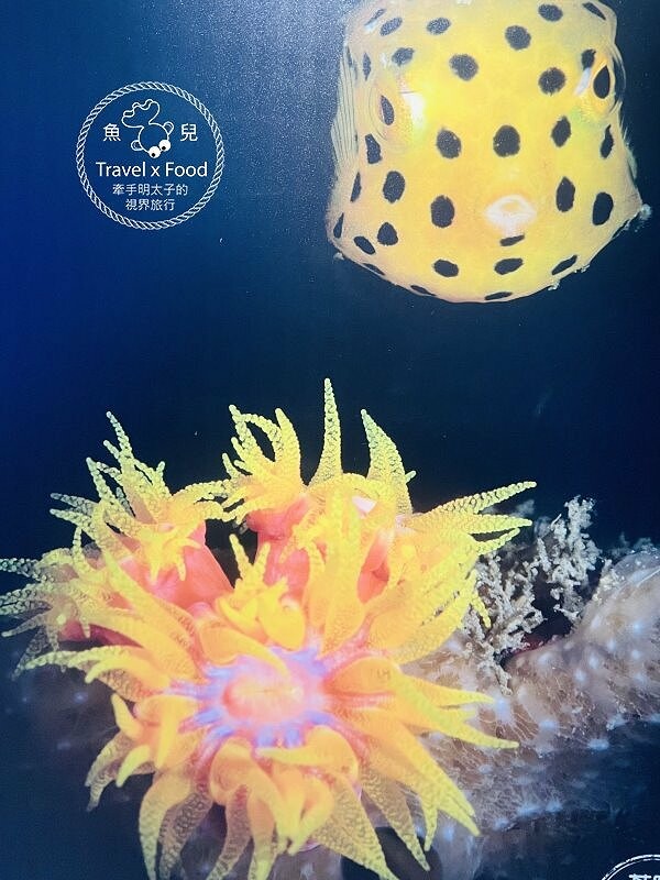遠眺絕美海景,多媒體互動科技,沉浸式海底體驗,北北基首座大型水族館:潮境智能海洋館 @魚兒 x 牽手明太子的「視」界旅行