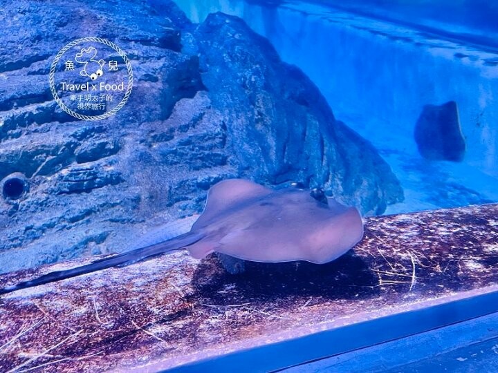 遠眺絕美海景,多媒體互動科技,沉浸式海底體驗,北北基首座大型水族館:潮境智能海洋館 @魚兒 x 牽手明太子的「視」界旅行