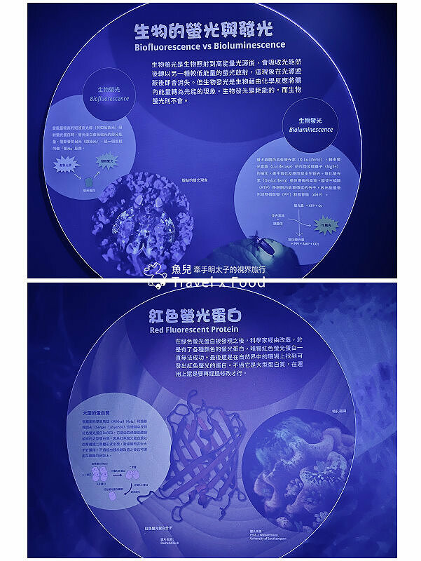 遠眺絕美海景,多媒體互動科技,沉浸式海底體驗,北北基首座大型水族館:潮境智能海洋館 @魚兒 x 牽手明太子的「視」界旅行