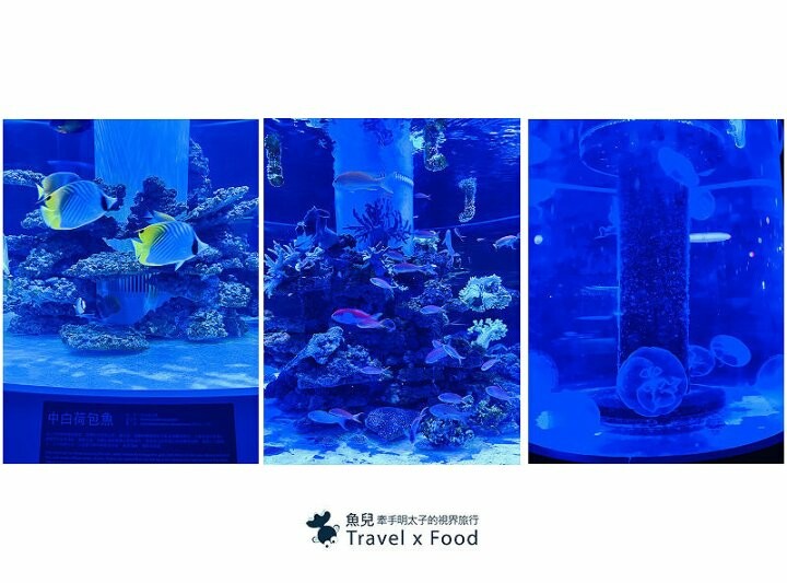 遠眺絕美海景,多媒體互動科技,沉浸式海底體驗,北北基首座大型水族館:潮境智能海洋館 @魚兒 x 牽手明太子的「視」界旅行