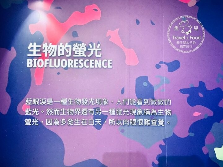 遠眺絕美海景,多媒體互動科技,沉浸式海底體驗,北北基首座大型水族館:潮境智能海洋館 @魚兒 x 牽手明太子的「視」界旅行