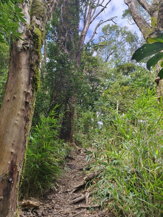 25215.jpg - 【新竹.五峰】山上人家景觀餐廳+鵝公髻山小百岳no.31沿路櫻花李花雲海賞不停