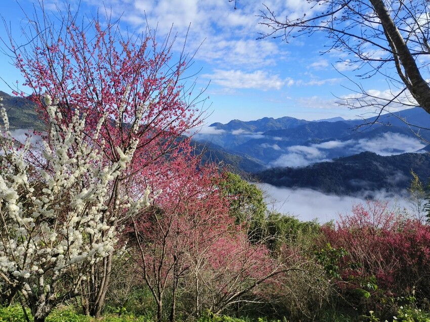 25376.jpg - 【新竹.五峰】山上人家景觀餐廳+鵝公髻山小百岳no.31沿路櫻花李花雲海賞不停