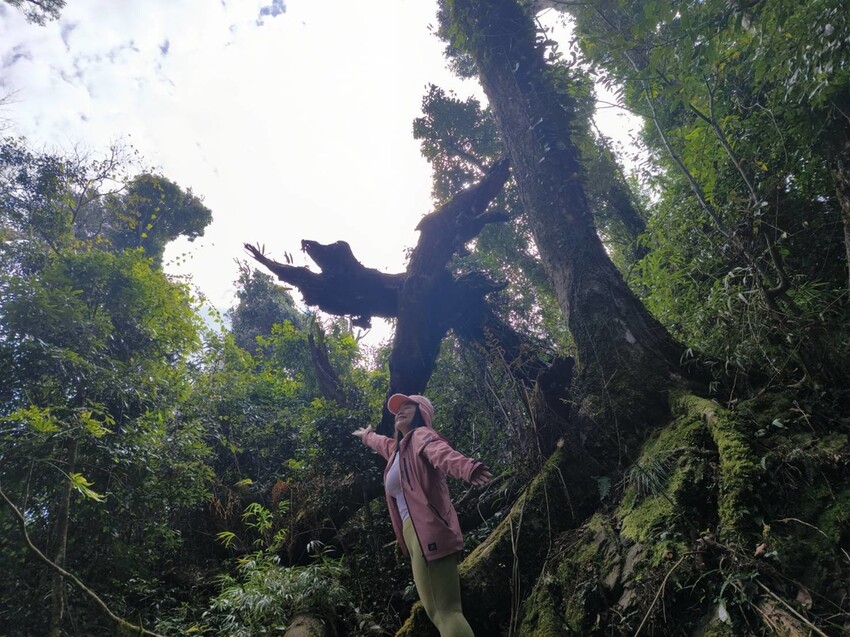 25212.jpg - 【新竹.五峰】山上人家景觀餐廳+鵝公髻山小百岳no.31沿路櫻花李花雲海賞不停