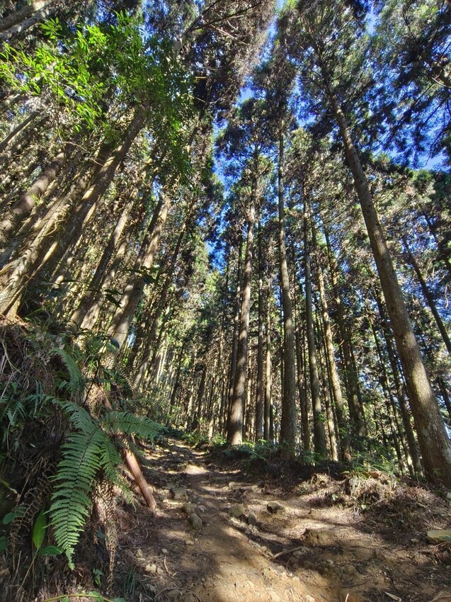 25362.jpg - 【新竹.五峰】山上人家景觀餐廳+鵝公髻山小百岳no.31沿路櫻花李花雲海賞不停