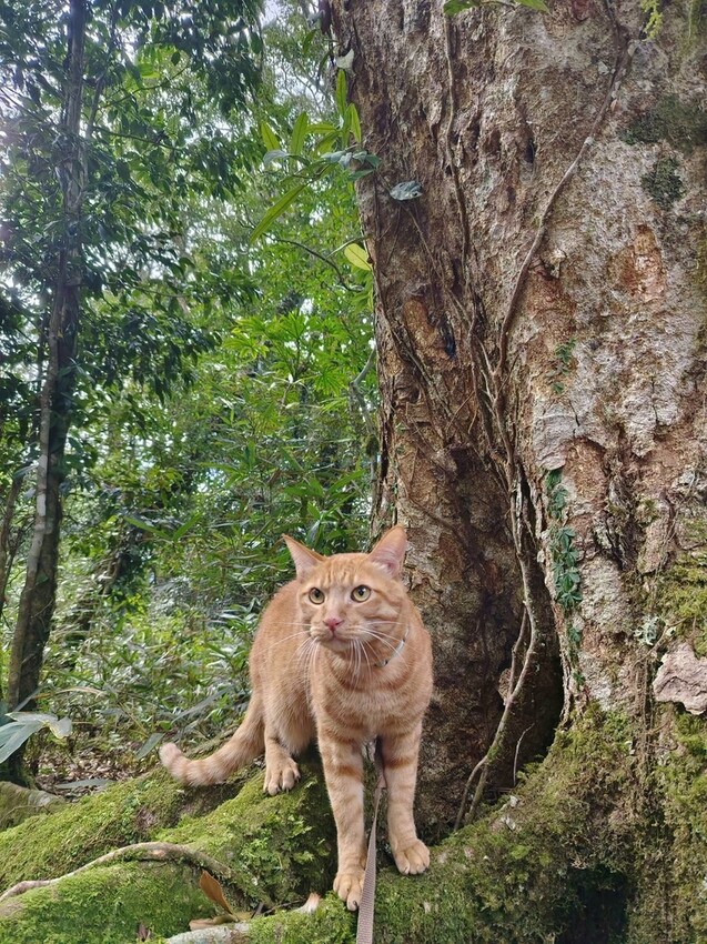 25219.jpg - 【新竹.五峰】山上人家景觀餐廳+鵝公髻山小百岳no.31沿路櫻花李花雲海賞不停