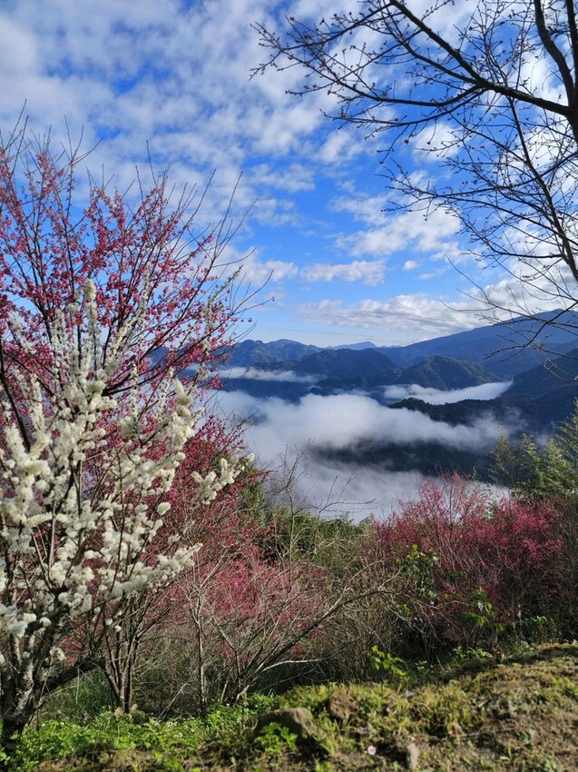 25377.jpg - 【新竹.五峰】山上人家景觀餐廳+鵝公髻山小百岳no.31沿路櫻花李花雲海賞不停