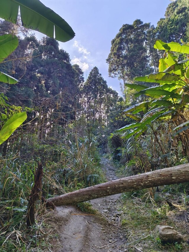 25364.jpg - 【新竹.五峰】山上人家景觀餐廳+鵝公髻山小百岳no.31沿路櫻花李花雲海賞不停
