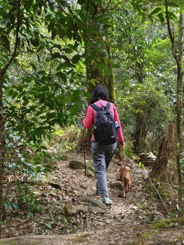 25200.jpg - 【新竹.五峰】山上人家景觀餐廳+鵝公髻山小百岳no.31沿路櫻花李花雲海賞不停