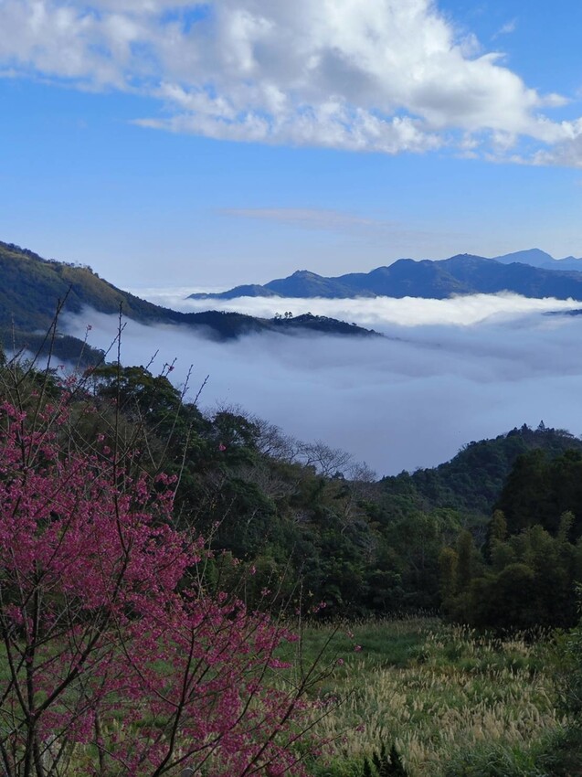 25395.jpg - 【新竹.五峰】山上人家景觀餐廳+鵝公髻山小百岳no.31沿路櫻花李花雲海賞不停